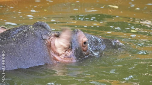 a large brown hippo peeks out of the water