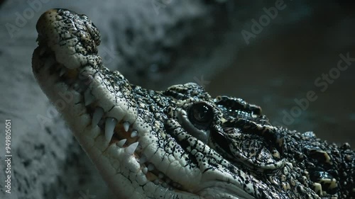 a toothy crocodile peeks out of the water and blinks