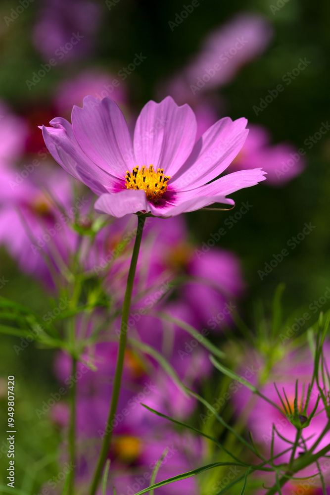 Closeup of flowers of pink Cosmos bipinnatus (Unknown Variety) in a garden in summer Closeup of flowers of pink Cosmos bipinnatus (Unknown Variety) in a garden in summer