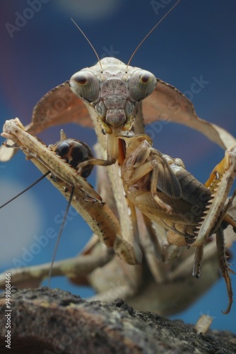 portrait close up eating Tote Blattlandentzündung ( deroplatys lobata ) with prey, 30 August 2024 Indonesia photo