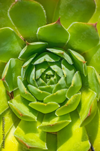 Green succulent plant close up. Echeveria is a large genus of flowering plants in the family Crassulaceae
