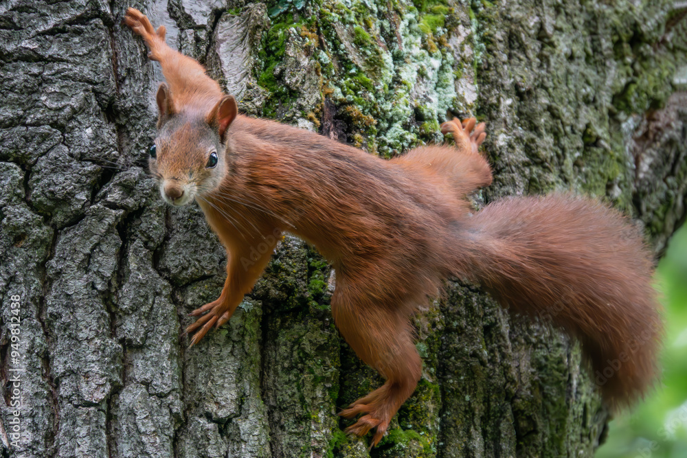 Eichhörnchen klettert am Baumstamm Eichhörnchen klettert am Baumstamm