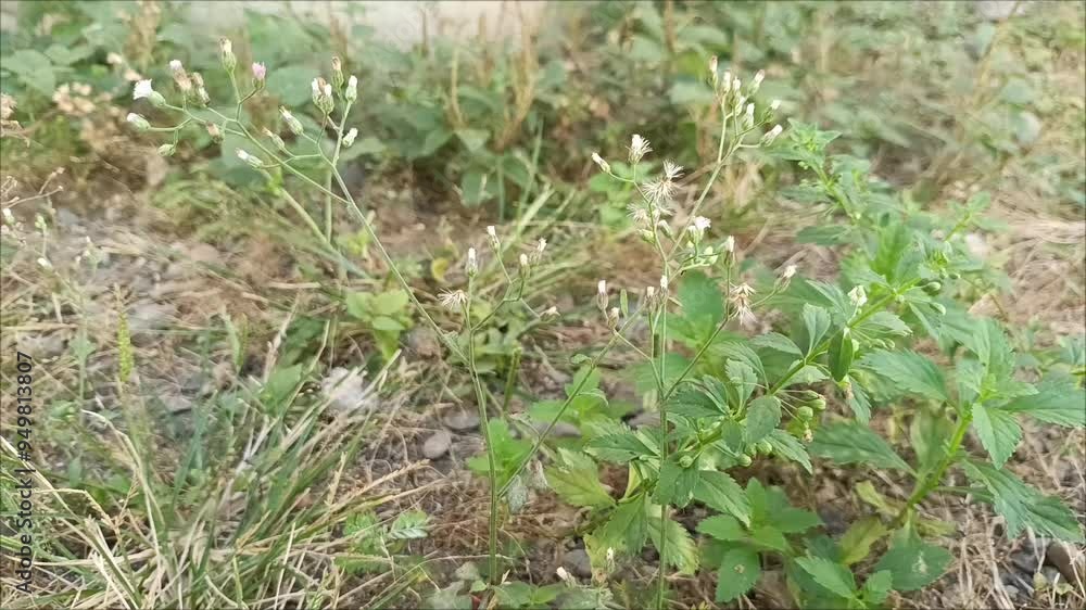 wild grass or small flowers that grow in the yard wild grass or small flowers that grow in the yard