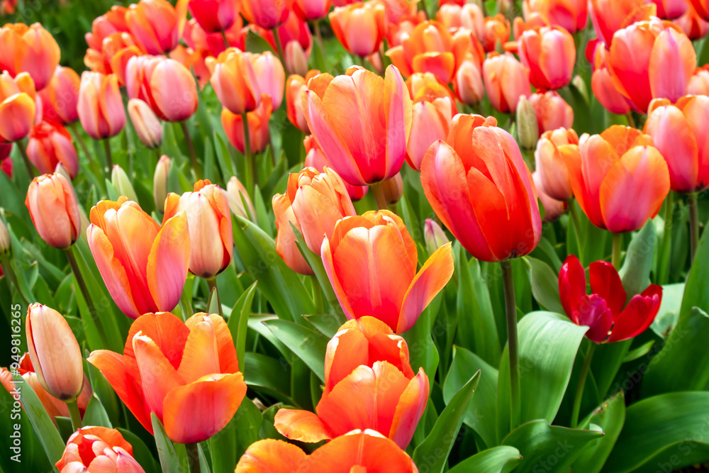 red and yellow tulips in the nature red and yellow tulips in the nature
