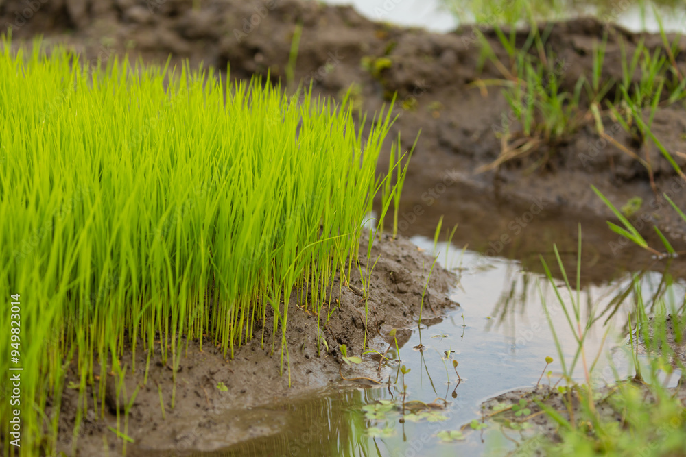 Green rice fields, still sprouts, a cereal cultivation in wet soil, East Java, Indonesia, Southeast Asia Green rice fields, still sprouts, a cereal cultivation in wet soil, East Java, Indonesia, Southeast Asia