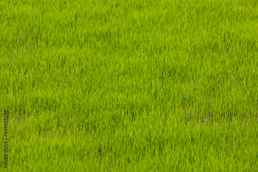 Green rice fields, still sprouts, a cereal cultivation in wet soil, East Java, Indonesia, Southeast Asia Green rice fields, still sprouts, a cereal cultivation in wet soil, East Java, Indonesia, Southeast Asia