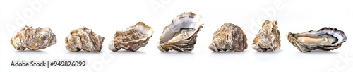 Fresh Open and Closed Oysters collection isolated on white background