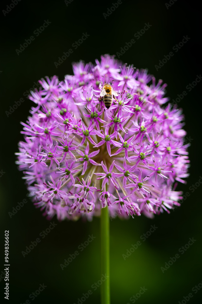 Allium or Giant onion is a beautiful flowering garden plant with big globes of intense magenta purple umbels in springtime. Symmetrical close up macro with honey bee (apis) pollinating the flowerhead. Allium or Giant onion is a beautiful flowering garden plant with big globes of intense magenta purple umbels in springtime. Symmetrical close up macro with honey bee (apis) pollinating the flowerhead.