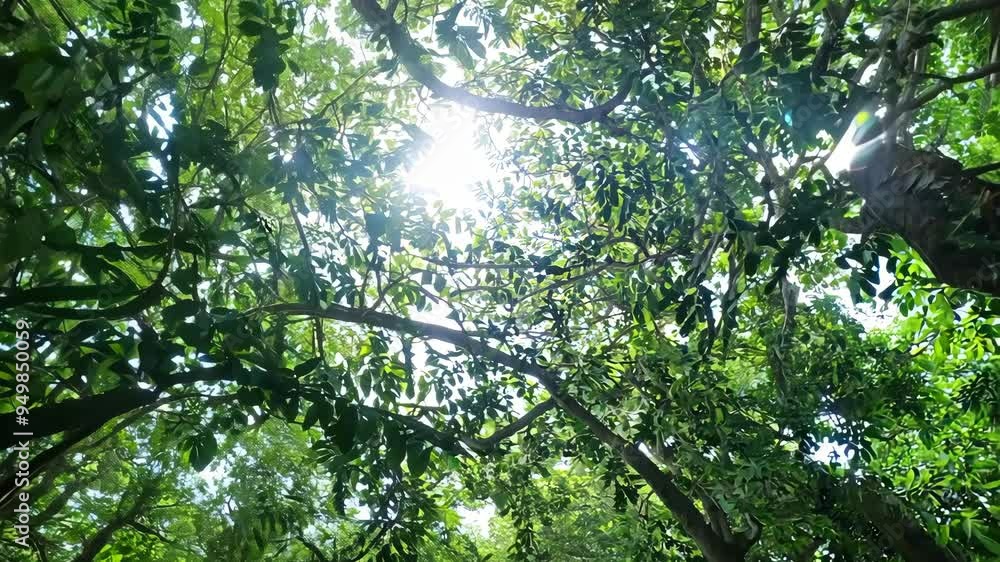 Beneath the canopy of a lush jungle with sunlight filtering through the dense foliage Beneath the canopy of a lush jungle with sunlight filtering through the dense foliage