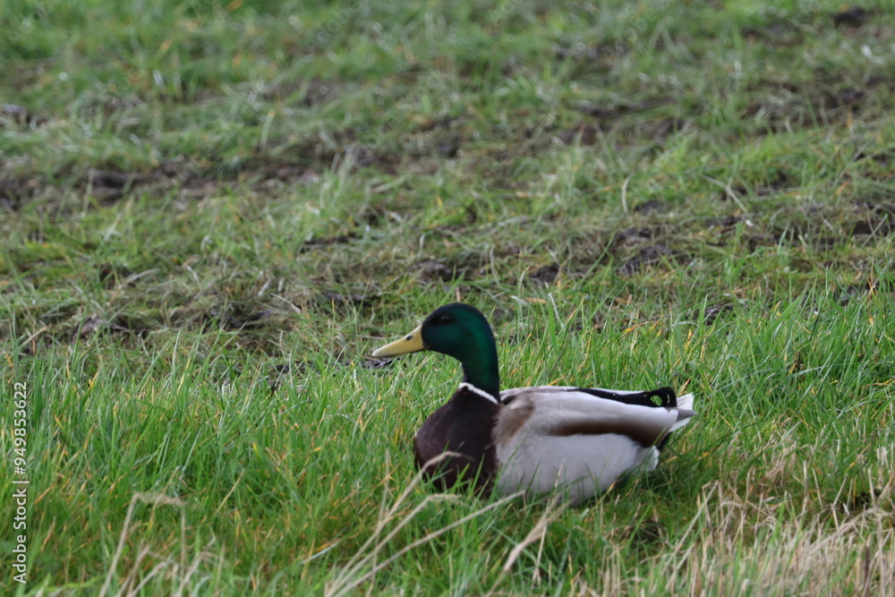Obraz premium duck in the greenery