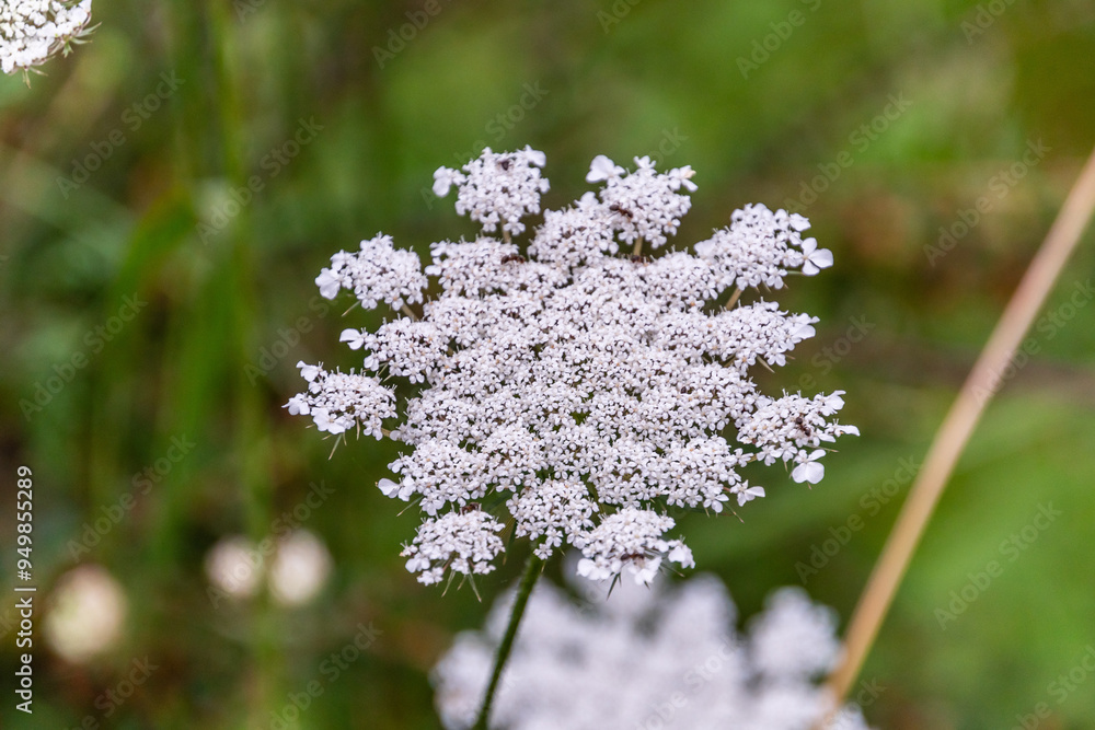 Daucus carota pertenece a la familia Apiaceae. Daucus carota pertenece a la familia Apiaceae.