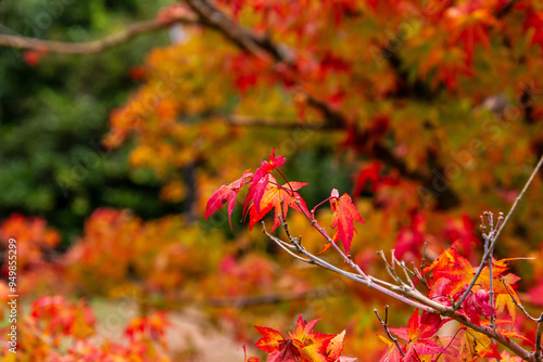 Acer palmatum pertenece a la familia Sapindaceae. photo