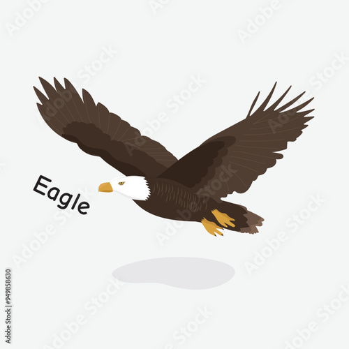 Eagle Vector Illustration: Majestic Bird of Prey