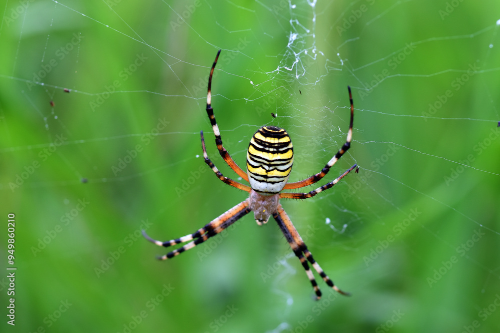 The spider Argiope bruennichi on its web The spider Argiope bruennichi on its web