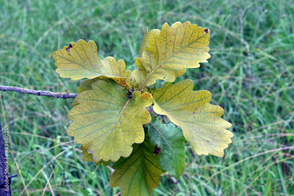 Leaves of Japanese emperor oak (Quercus dentata) Leaves of Japanese emperor oak (Quercus dentata)