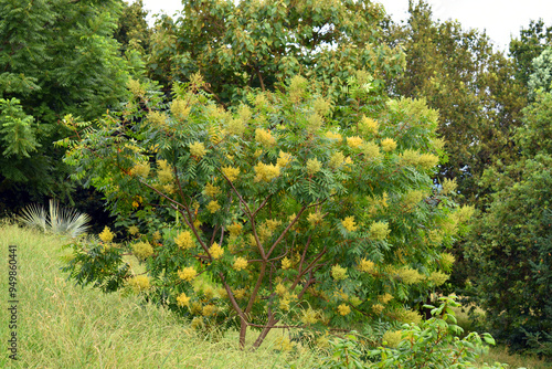 Canvas Print Specimen of winged sumac (Rhus copallinum) grown in a park