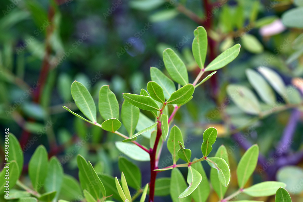 Obraz premium Lentisk leaves (Pistacia lentiscus)