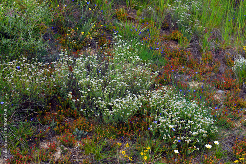 Dorycnium pentaphyllum (white) in flower on a loamy soil photo