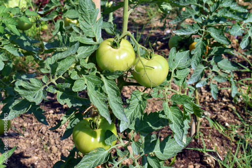 Still green tomato plants i...