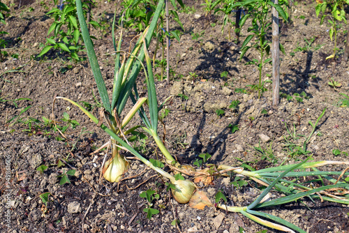Onions in a garden ready fo...