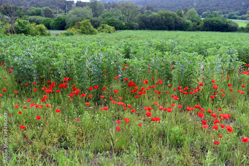 Photography Poppies (Papaver rhoeas) invade a field of broad beans (Vicia faba)