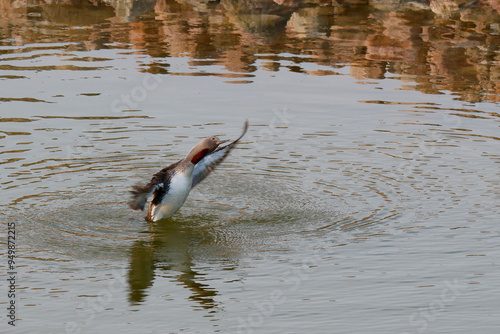 A Red-Throated Diver in the water, Svalbard Islands