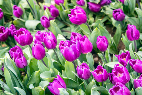 purple tulips in the nature