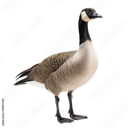  Canada Goose object isolated on transparent png.