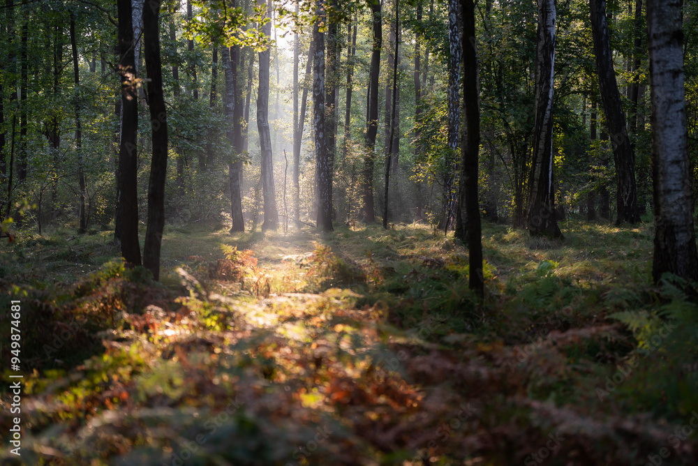 Fototapeta premium Jesienny las z mgiełką i porannym światłem, tapeta. 