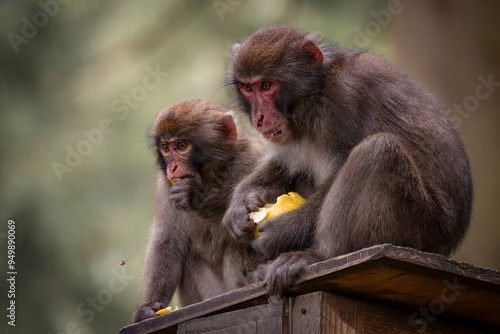 adult and teenage macaque