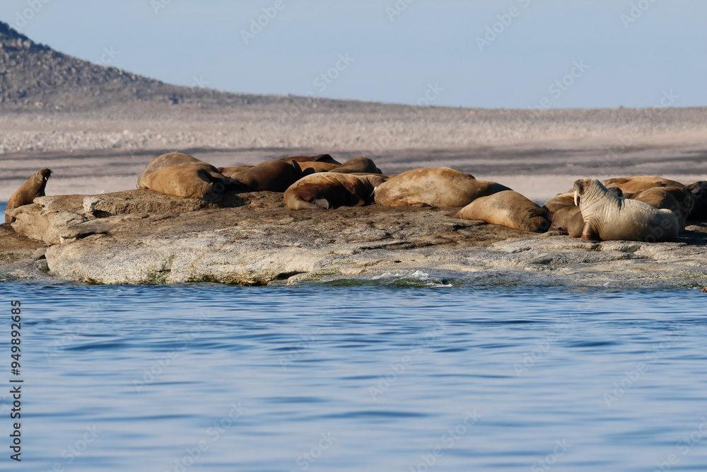 Fototapeta premium Walrus colony in the waters of Sjuoyane Island, Svalbard archipelago
