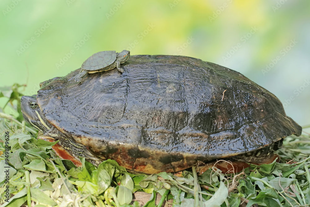 An adult red-eared slider tortoise sunbathes while guarding its baby. This reptile has the scientific name Trachemys scripta elegans. An adult red-eared slider tortoise sunbathes while guarding its baby. This reptile has the scientific name Trachemys scripta elegans.