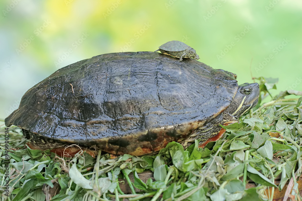 Obraz premium An adult red-eared slider tortoise sunbathes while guarding its baby. This reptile has the scientific name Trachemys scripta elegans.
