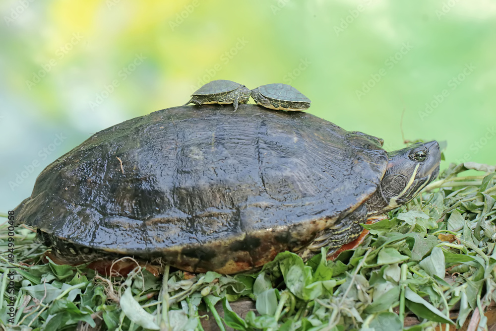 An adult red-eared slider tortoise sunbathes while guarding her two babies. This reptile has the scientific name Trachemys scripta elegans. An adult red-eared slider tortoise sunbathes while guarding her two babies. This reptile has the scientific name Trachemys scripta elegans.