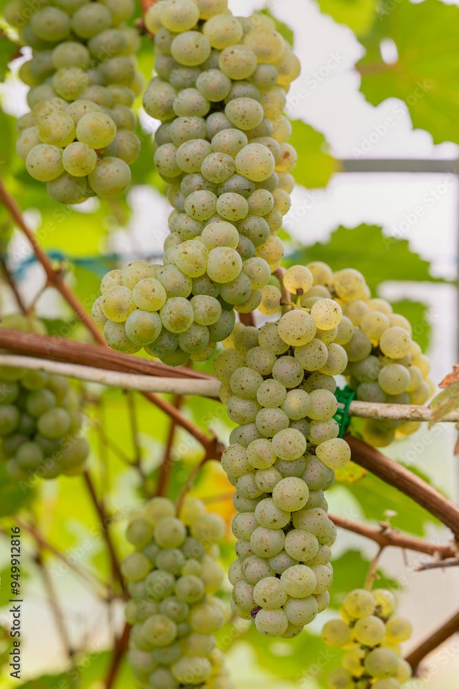 Close-up of green grape bunches on the vine with blurred leaves in the background Close-up of green grape bunches on the vine with blurred leaves in the background