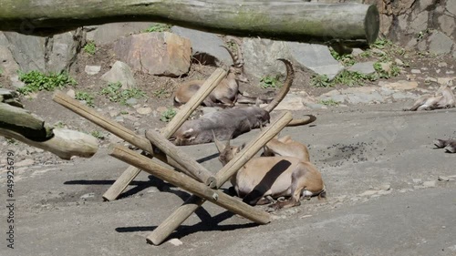 Smaller ibex group resting and grooming by a log feeding station in a man made park enclosure photo