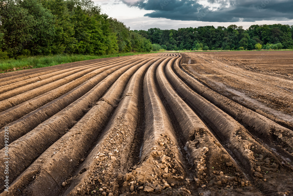 Furrows row pattern in a plowed field prepared for planting Furrows row pattern in a plowed field prepared for planting