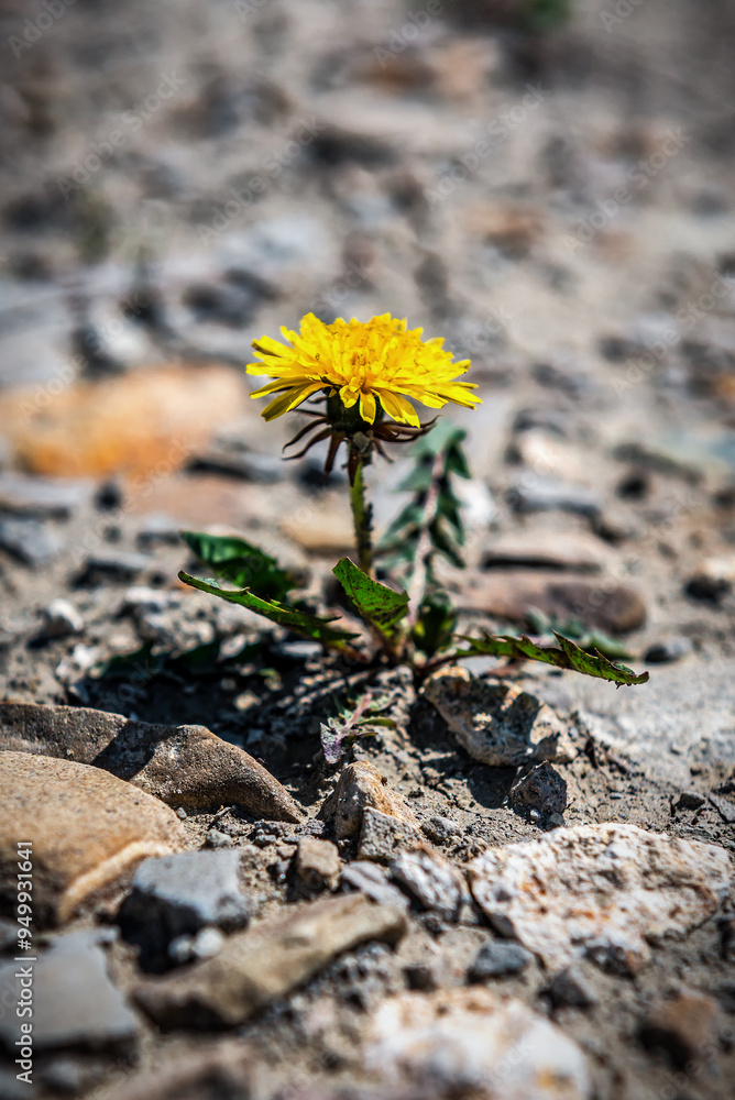 Yellow dandelion growing in desert ground Yellow dandelion growing in desert ground