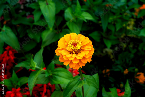 Orange pot marigold flower also known as calendula officinalis