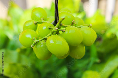 Tableau sur toile bunch of green grapes