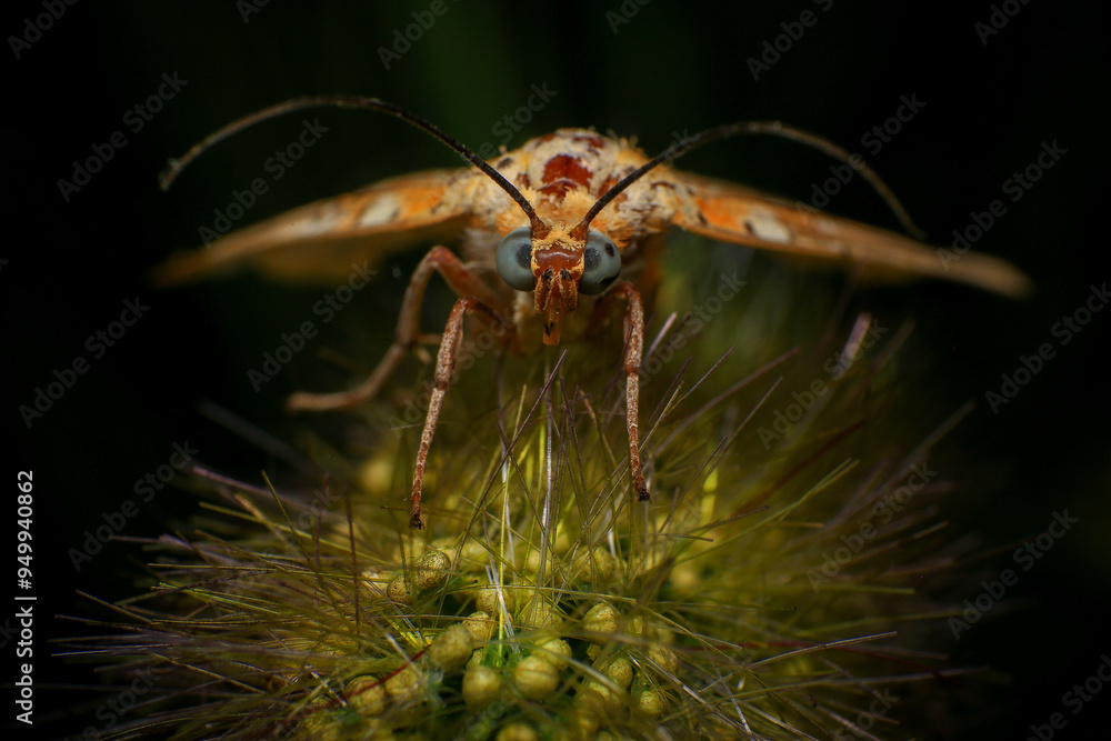 Fototapeta premium Moth, Close up of a moth on a plant in the rainforest. Night butterfly 