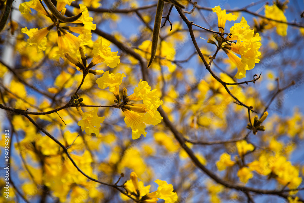 Alguns galhos floridos de ipê amarelo florido. Fundo florido.