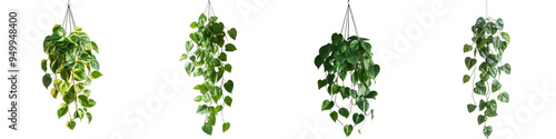 Set of a hanging plant, leaves of the Philodendron  pathos family, isolated on a transparent background.