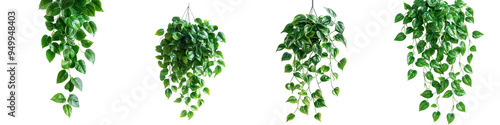 Set of a hanging plant, leaves of the Philodendron  pathos family, isolated on a transparent background.