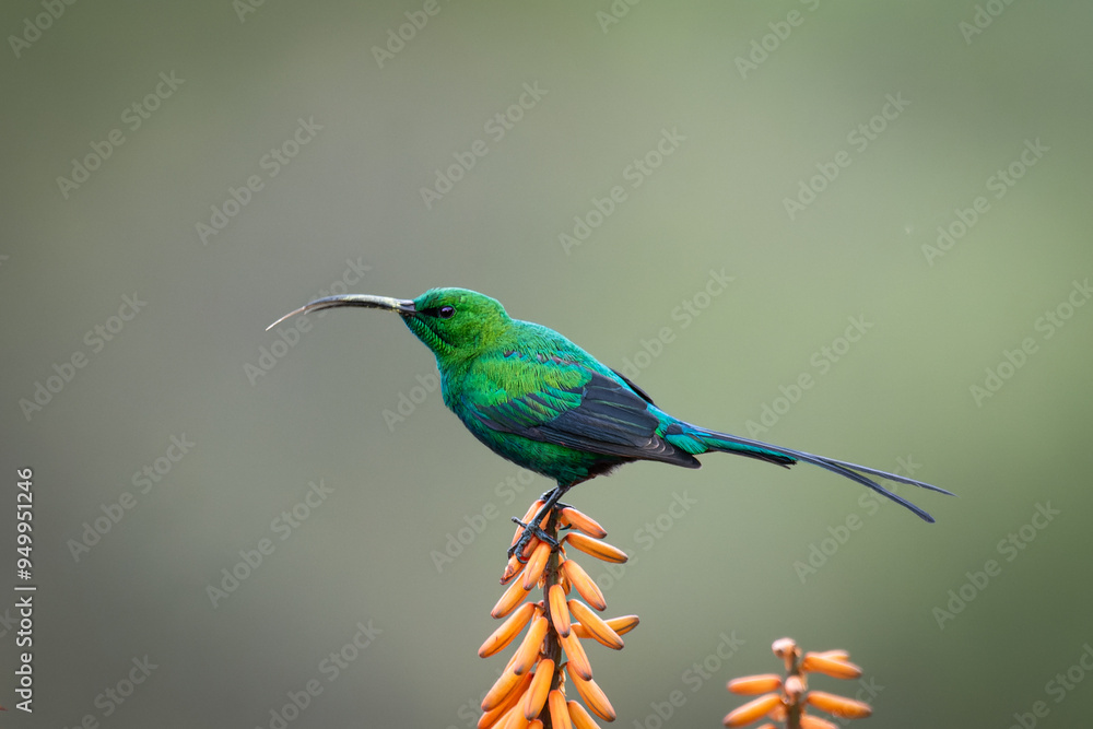 Malachite sunbird Malachite sunbird