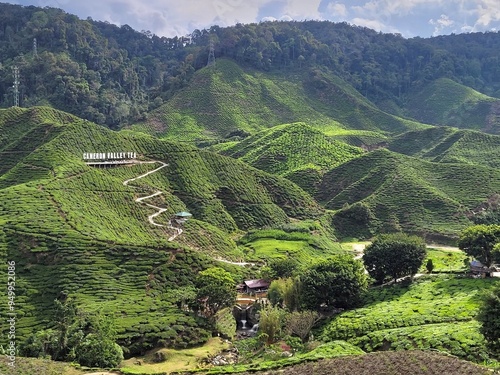 cameron highlands