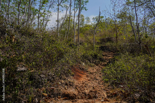 Cuadro en lienzo A forest with a dirt path through it