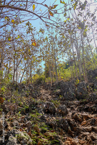 A forest with trees and rocks