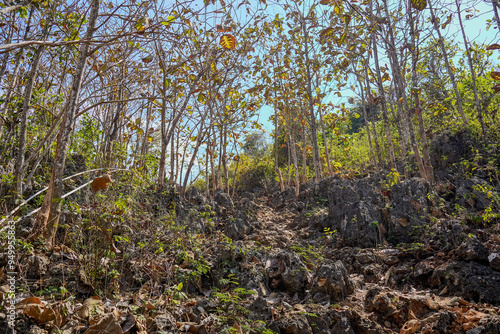 A forest with a rocky path and trees with leaves on them