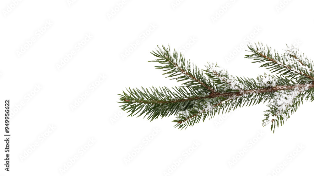 A close-up of a snow-dusted evergreen branch, capturing the essence of winter and holiday cheer in a serene, natural setting. A close-up of a snow-dusted evergreen branch, capturing the essence of winter and holiday cheer in a serene, natural setting.